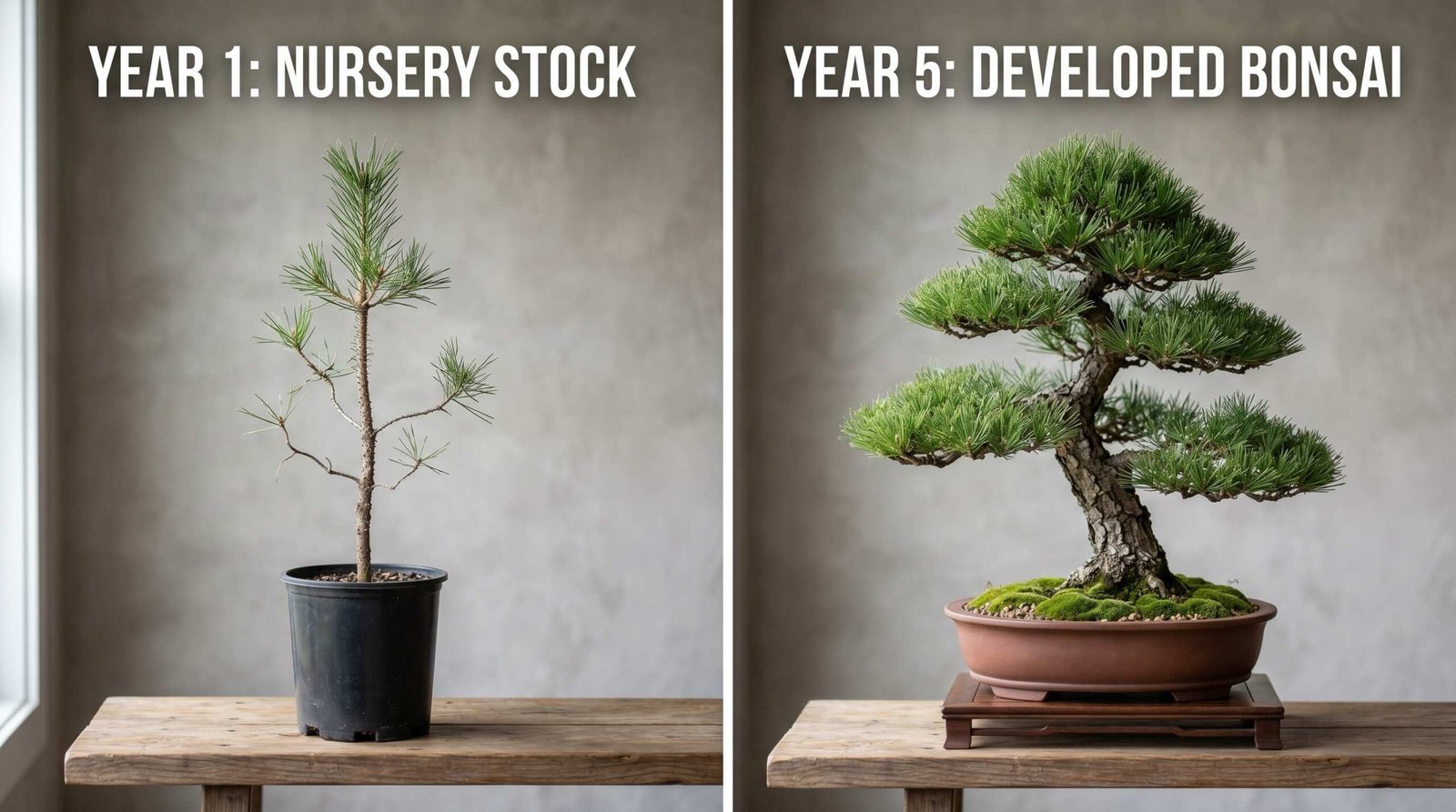 Side-by-side comparison showing a thin nursery bonsai sapling on the left versus a fully styled bonsai with thick trunk taper and layered branches on the right