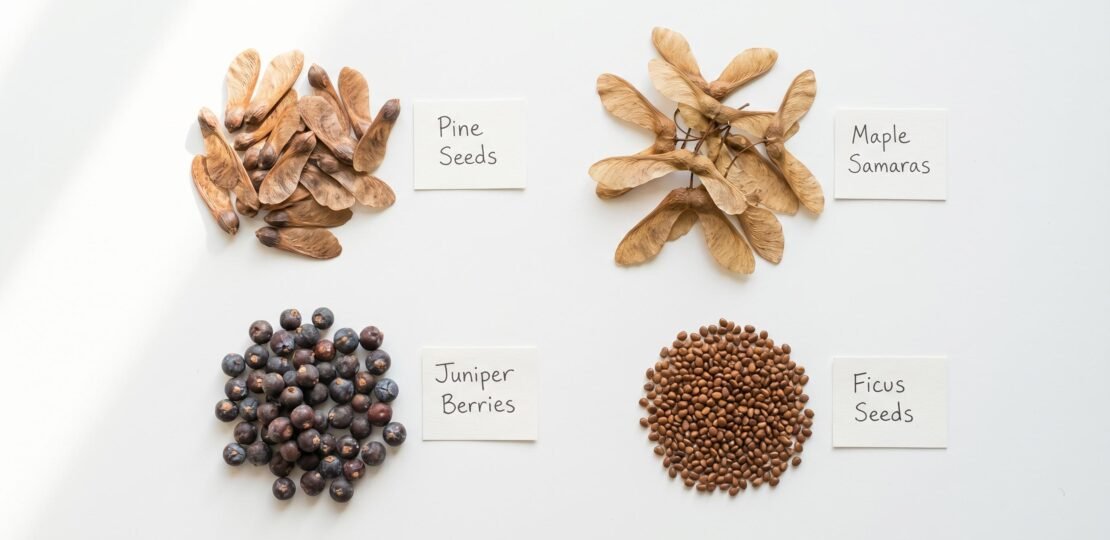 Bonsai Seeds Variety Guide 2026