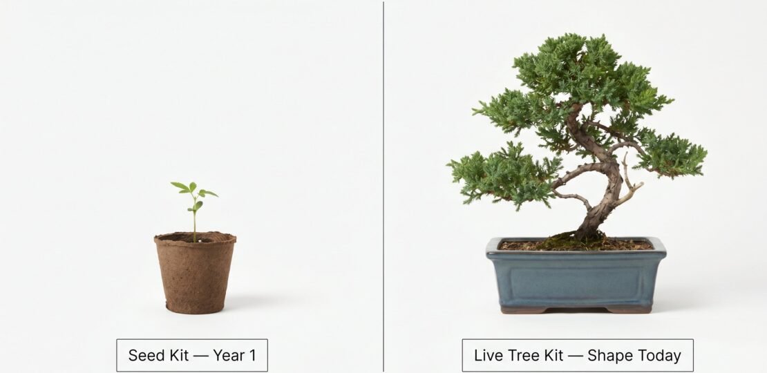 Bonsai Starter Kit Comparison: Seed Kit vs Live Tree Kit
