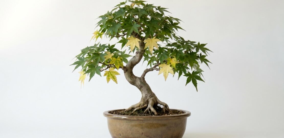 Bonsai Tree Leaves Turning Yellow – Hero Image