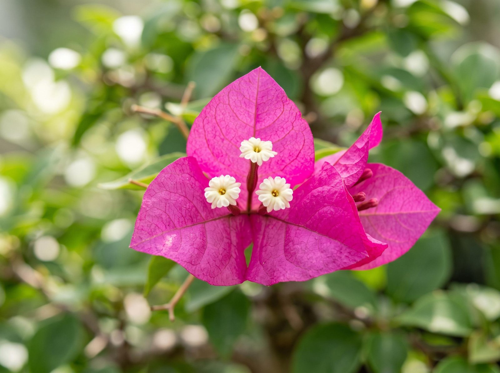Close-up of bougainvillea bracts showing three vivid magenta-pink papery bracts surrounding tiny white true flowers